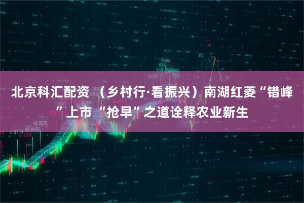 北京科汇配资 （乡村行·看振兴）南湖红菱“错峰”上市 “抢早”之道诠释农业新生